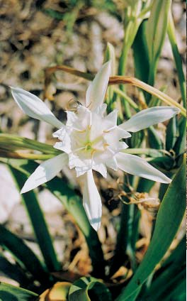 Vrsta Pancratium maritimum L. (FOTO T. Nikolić) Card image cap